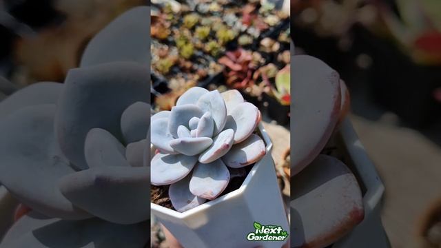 Echeveria Laui