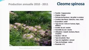 Tuto jardin: Cleome spinosa:  fiche technique plante annuelle