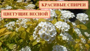 МНОГОЛИКИЕ СПИРЕИ. ВЕСЕННЕЦВЕТУЩИЕ СОРТА. Spiraea cinerea Grefsheim /Spiraea vanhouttei Pink Ice.