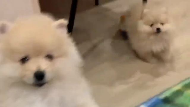 Шпиц немецкий-одна против троих-Щенки Мишель возраст 2 месяца-видео сделано полгода назад