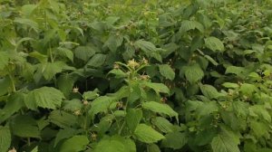 Малина"Полька и Полана"