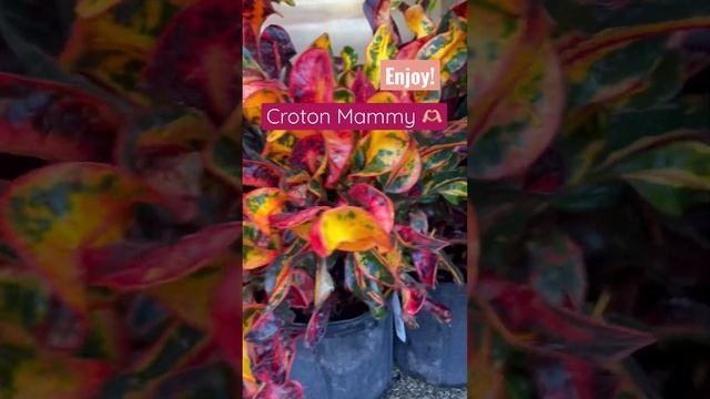 Croton Mammy ~ another fun Digital Upload  #croton #crotonplant #digitalstorytelling #creativeideas