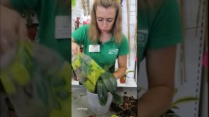 Как пересадить орхидею после цветения?