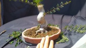 Вяз китайский бонсай - Вяз Жиробас после отделения воздушной отводки. Air layer bonsai