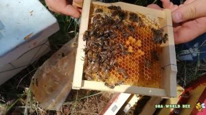 Селекция Украинской степной. Забираем маток с острова