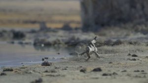 Семейство велоцирапторов на охоте