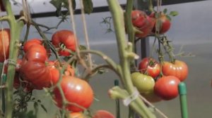 Томат Гордость застолья F1