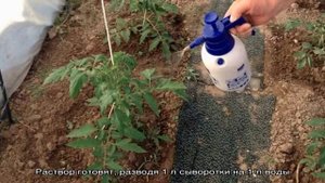 Как и чем подкормить помидоры после высадки в грунт: лучшие народные рецепты и обзор готовых соста.