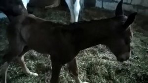 Жеребенок только что родился