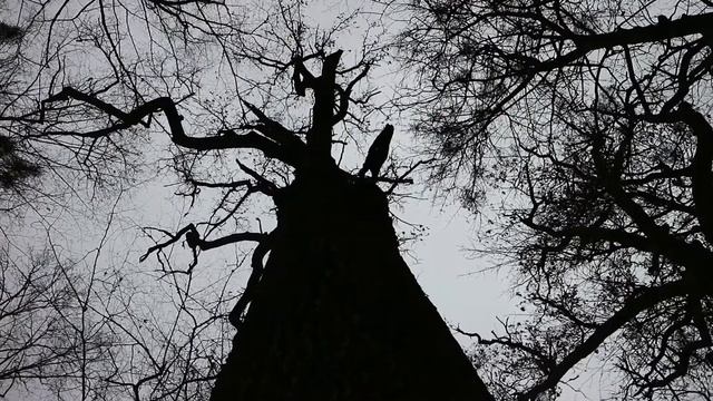 ДЕНИШИ — Открывай Украину | скалы, Тригорский монастырь, руины усадьбы Терещенко смотреть онлайн