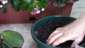 Маранта. Особенности выращивания.