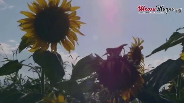Что вам Известно о Подсолнечнике?