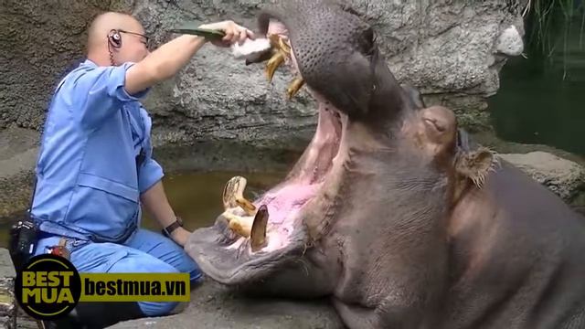 Бегемот у стоматолога! Но он не боится))) смотреть онлайн