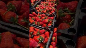 23.04.23г. Овощная база в Хлебниково.  Цена на клубнику.