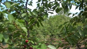 Вишня КАНТОР ЯНОШ ФЮРТОШ: прекрасная сохранность плодов на 10 августа