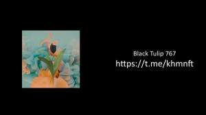 Black Tulip 767