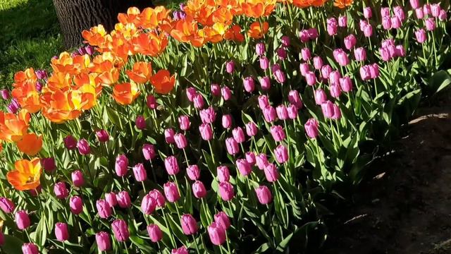 Фестиваль тюльпанов на Елагином острове 🌷 Tulip festival on Elagin Island