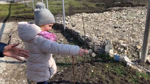 Обрезать или не обрезать деревья весной_ #восадуливогороде#натухаевская