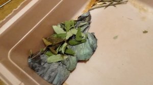 ?Уборка в клетке у кролика?. Зойка даже не знает о своей популярности?.