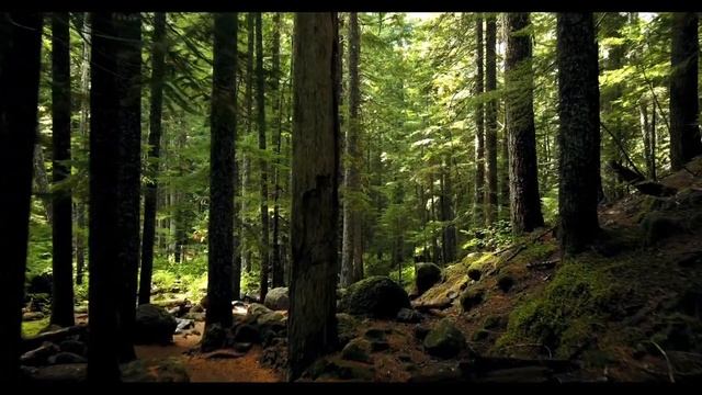 Расслабляющая музыка и звуки леса 6 часов /// Relaxing music and forest sounds 6 hours смотреть онлайн