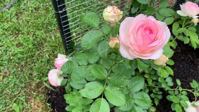Romantic Eden Rose | Rosa “Pierre De Ronsard” Climbing Rose (first Blooms)
