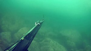 Подводная охота на окуня о.Старичов Камчатка июль 2017