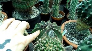 Echinopsis subdenudata Cactus Plants in beautiful Bloom - Easter Lily Cactus - Domino Cactus