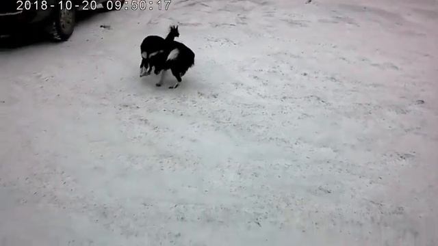 Ненецкая лайка. о породе.