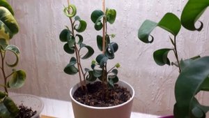 МОИ ФИКУСЫ Бенджамина_Часть 1_Барок_Букле_Ирэн