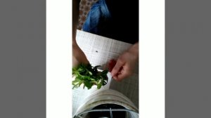 Укоренение азалии черенками. Эксперимент