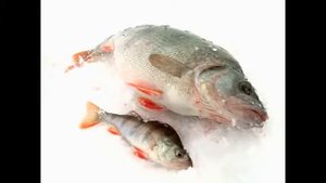 Ловля окуня на балансир