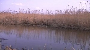 Kuoju žūklė,маховая удочка-весеннея рыбалка плотви