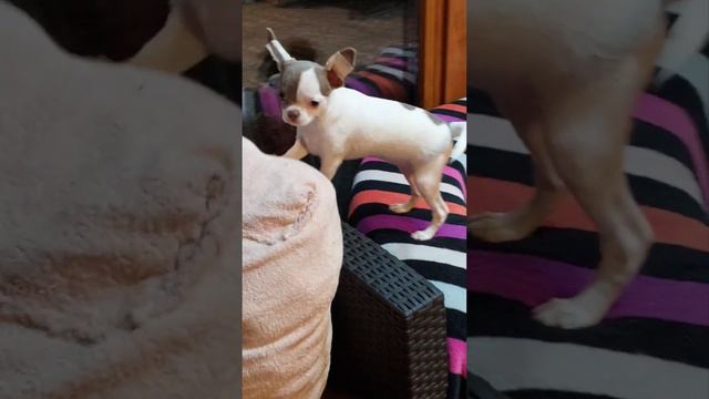 #продажа чихуахуа и той-пудель питомник Кастропуло Крым #Chihuahua #toypoodle +79787458062 доставка