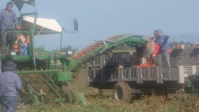 Механизированная уборка томата Пьетра Росса F1 - Clause. смотреть онлайн