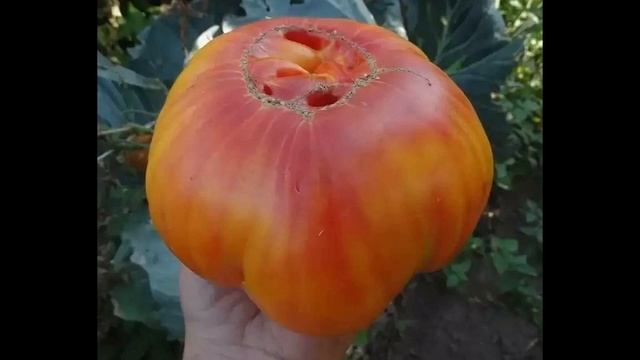 Самый лучший томат в мире 2023 г.!Высокоурожайный,сладкий и вкусный томат ГАВАЙСКИЙ АНАНАС!!СУПЕР!! смотреть онлайн