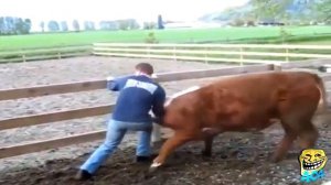 Смешные животные Животные атакуют людей Животные нападают на людей