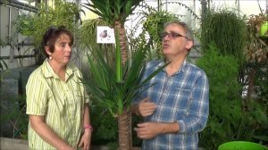 Conseil jardinage:yucca elephantipes:comment faire l'entretien et arrosage:Plante verte d'intérieur