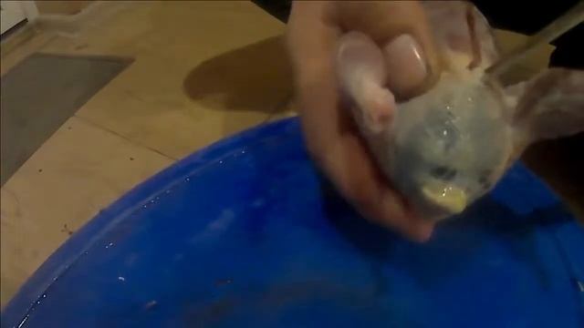 Мастер класс! Забой перепелов от А до я! Отличное видео, кто хочет заняться перепелками!