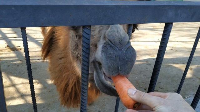 Куда пойти на майские праздники в Крыму со всей семьей? Зоопарк Сказка,ЧТО ПРОИСХОДИТ НА САМОМ ДЕЛЕ смотреть онлайн