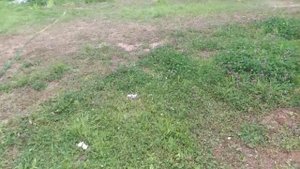 ||АНГЛИЙСКИЙ КОКЕР СПАНИЕЛЬ||содержание, описание, характер.