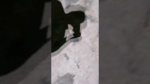 Самодельные стрелы для рыбалки с рогаткой.