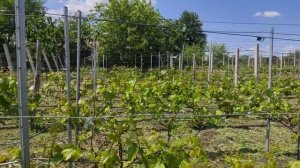 Сравнение к-ш Гелиодор,Цимус и Бесподобный,состояние моего виноградника на 25.05.21