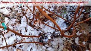 Кишмиш Юпитер- можно ли возделывать неукрывным? Не укрываем его в зиму.  Обрезка винограда.