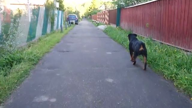 ПОЧЕМУ ДЕРУТСЯ СОБАКИ?ЧТО ДЕЛАТЬ?ДРЕССИРОВКА РОТВЕЙЛЕРА. смотреть онлайн