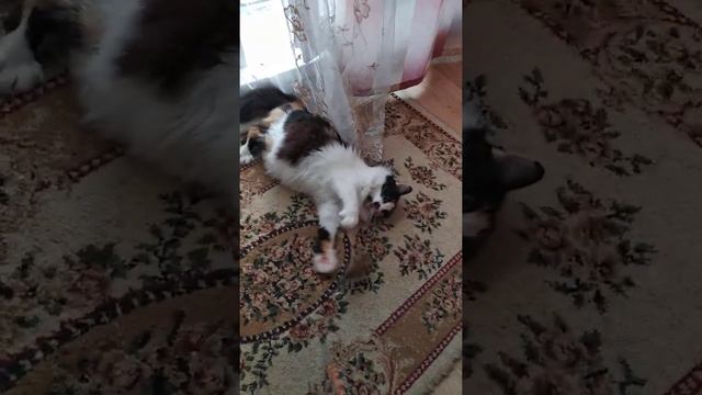 Как снять СТРЕСС. Кошки. Приколы. How to relieve STRESS. Gags. Cats. Cómo aliviar el ESTRÉS. Estaca смотреть онлайн