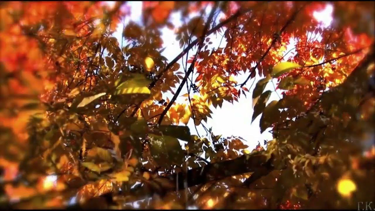 Чёрный Кофе - Листья