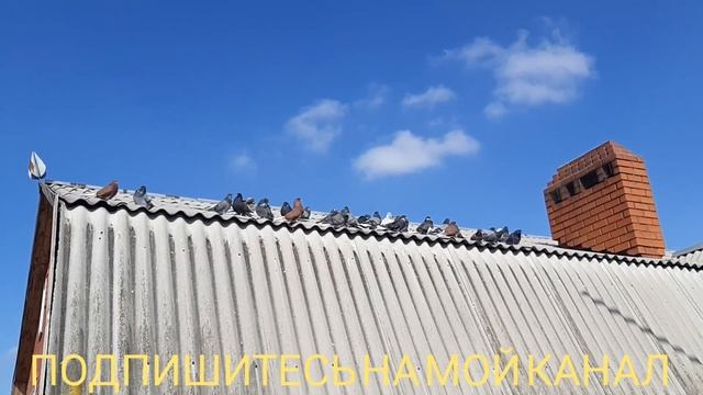 НИКОЛАЕВСКИЕ ГОЛУБИ. ??? ПОЙМАЛ ЧУЖАКА ОДНОЙ РУКОЙ ВО ВРЕМЯ СЪЁМКИ РОЛИКА ??? смотреть онлайн