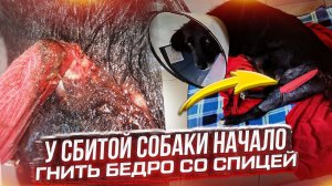 Я в шоке. У черной, сбитой собаки загнило бедро с переломом и спицами.
