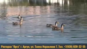 Банкетный комплекс «Орга» г.Аргун