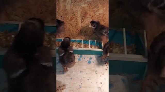 Жизнь в селе. Отсадила гриз бар от мастер грэев. смотреть онлайн